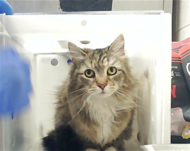 A428632 - Domestic Long Hair available for adoption