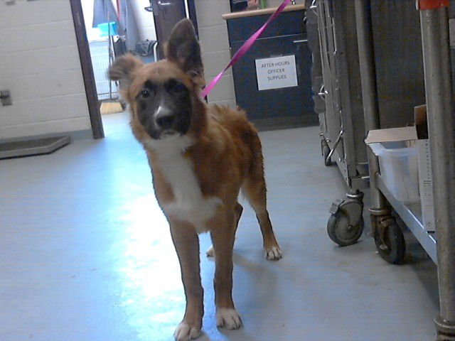 DWAYNE - German Shepherd Dog available for adoption