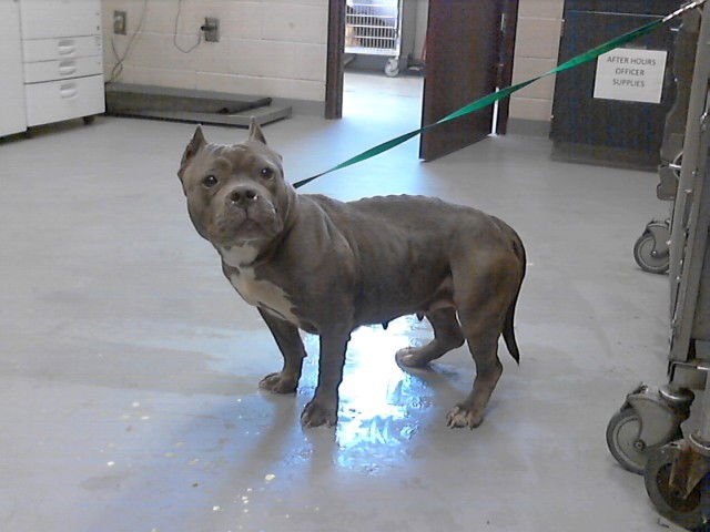 DUCHESS - Pit Bull Terrier available for adoption