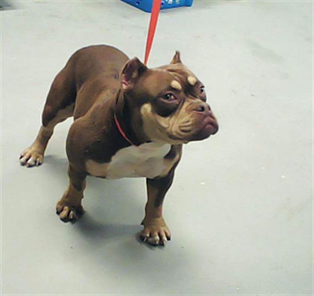 A428451 - Pit Bull Terrier available for adoption