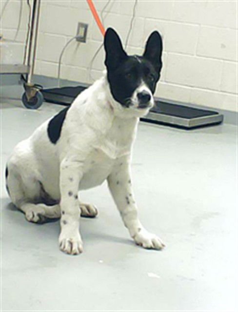 RANDY WALTERS - Australian Cattle Dog/Blue Heeler available for adoption