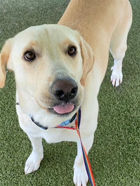 SNOW BEAR - Labrador Retriever for adoption in Fayetteville