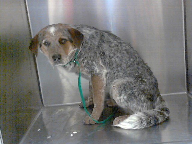 A427467 - Australian Cattle Dog/Blue Heeler available for adoption