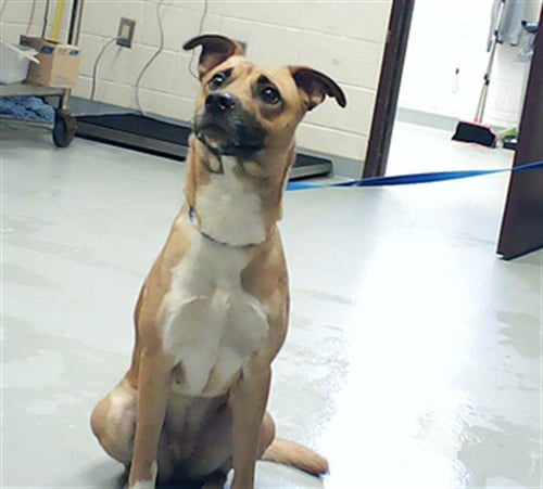 KHLOE - Black Mouth Cur available for adoption