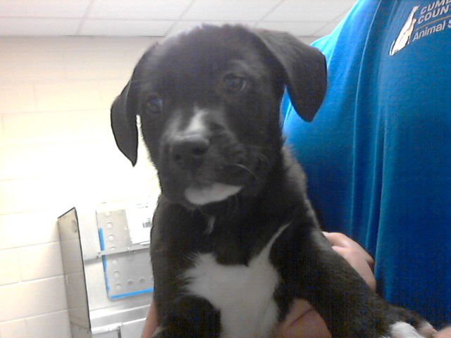 ECHO - Labrador Retriever available for adoption