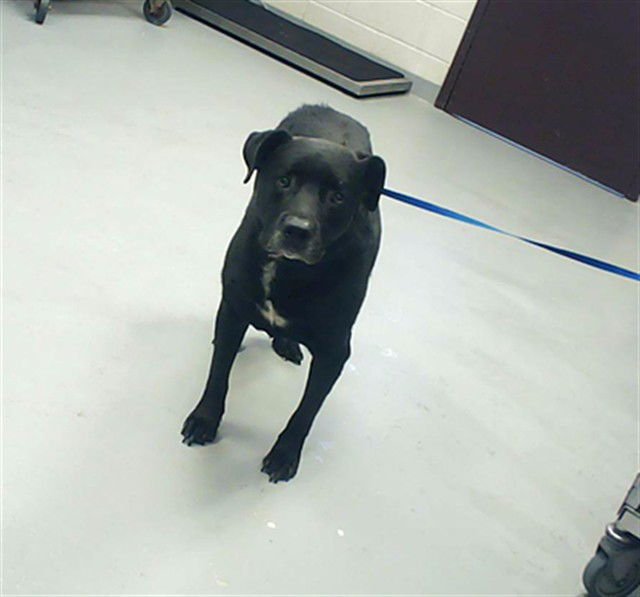 OZZY - Labrador Retriever available for adoption