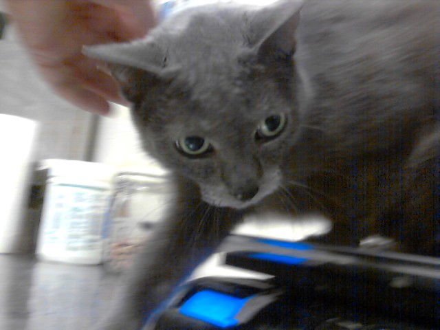 PRECIOUS - Domestic Short Hair available for adoption