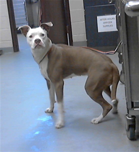 LULLABY - Pit Bull Terrier available for adoption