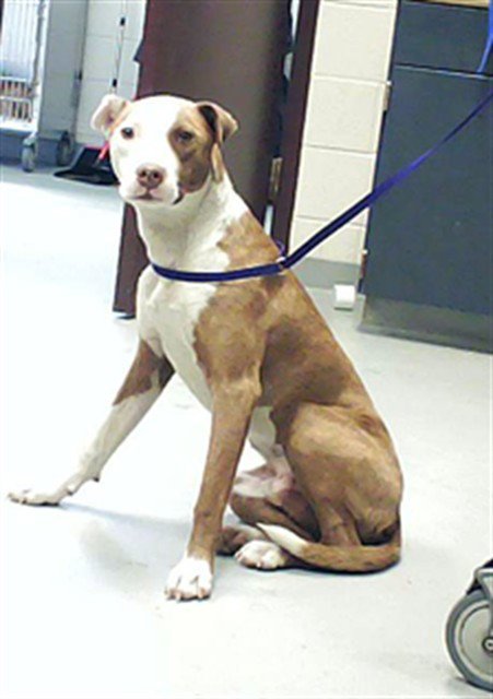 BROWNIE - Pit Bull Terrier available for adoption