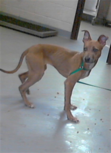 AVA - Pit Bull Terrier available for adoption