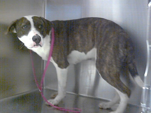 MORROWIND - Pit Bull Terrier available for adoption