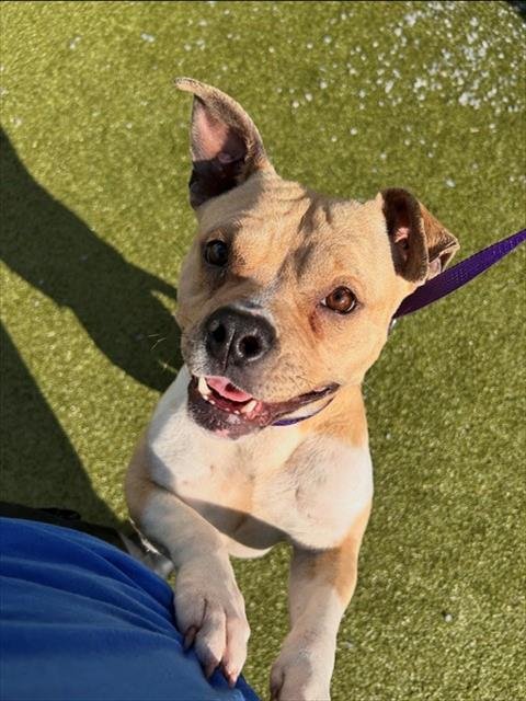 DOSIDO - Pit Bull Terrier available for adoption