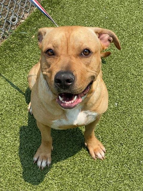 KELLY - Pit Bull Terrier available for adoption