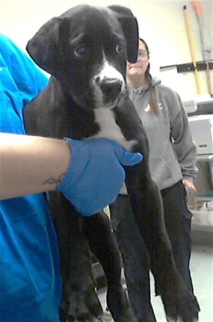 OLIE POLIE - Labrador Retriever available for adoption