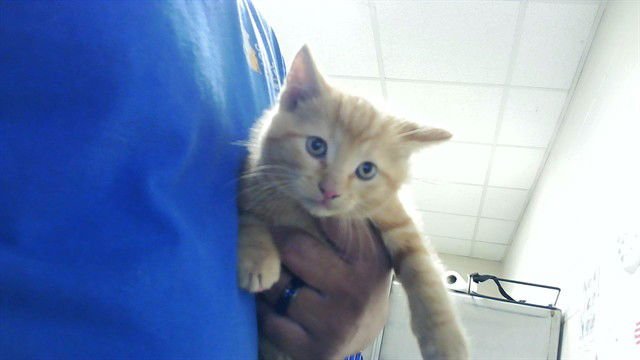 LORD JOHN - Domestic Short Hair available for adoption