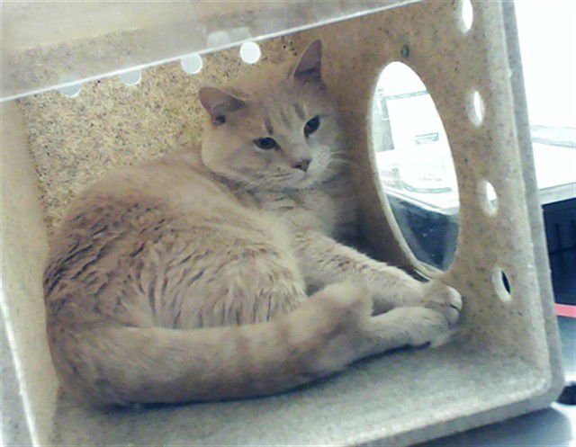 CLUE - Domestic Short Hair available for adoption