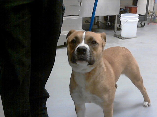 GOOSE - Boxer available for adoption