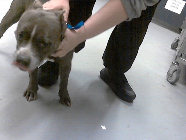 JAYLEEN - Pit Bull Terrier available for adoption