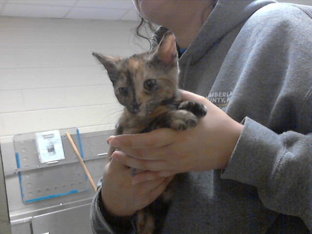 A425620 - Domestic Short Hair available for adoption