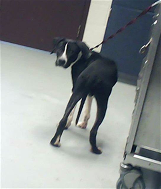 DUKE - Pit Bull Terrier available for adoption