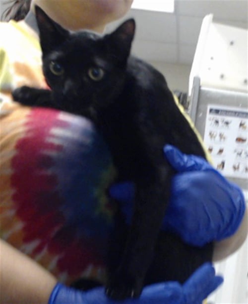 A433728 - Domestic Short Hair available for adoption