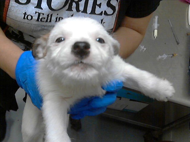 A427217 - Shih Tzu / Chihuahua available for adoption