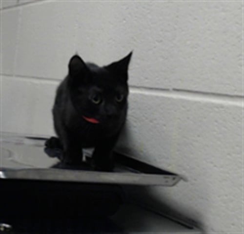 SAM - Domestic Short Hair for adoption in Fayetteville