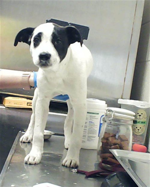 YING-YANG - Labrador Retriever available for adoption