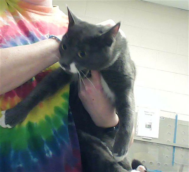 AARON - Domestic Short Hair available for adoption