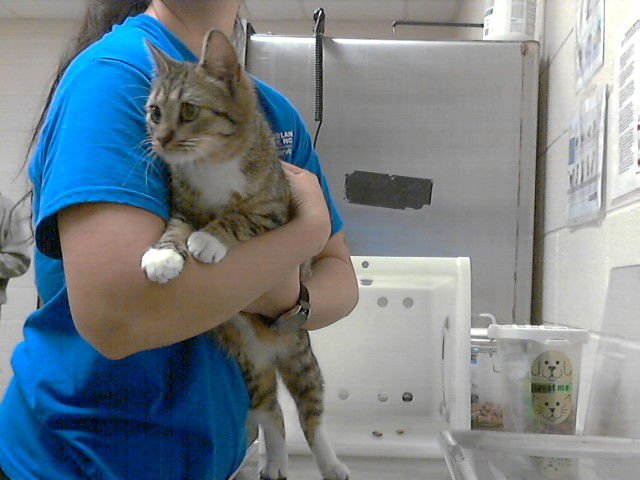 PAULA - Domestic Short Hair available for adoption