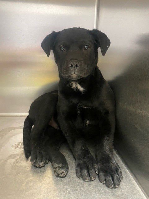 MACCIATO - Labrador Retriever available for adoption