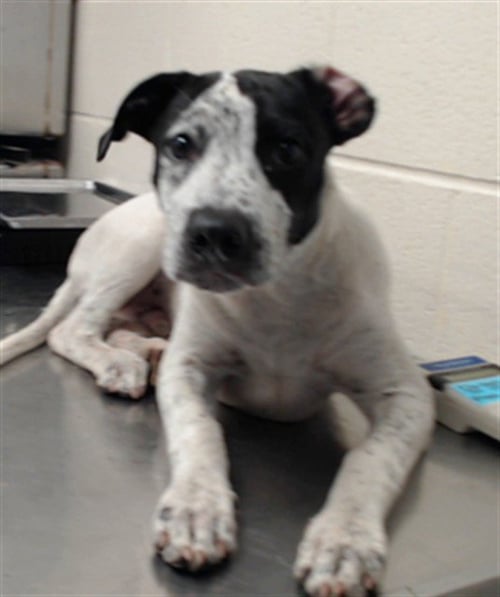 FRECKLES - Pointer available for adoption