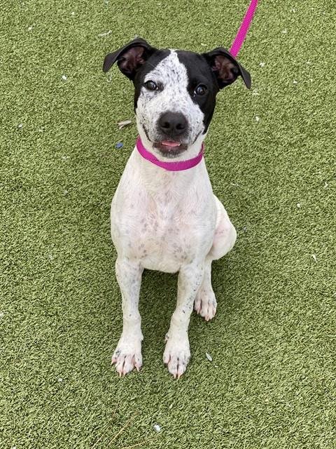FRECKLES - Pointer available for adoption