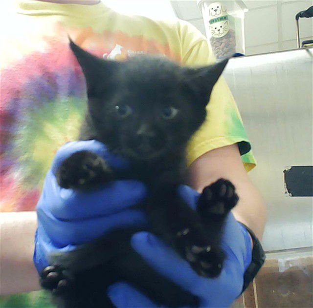 CATSUPS - Domestic Short Hair available for adoption