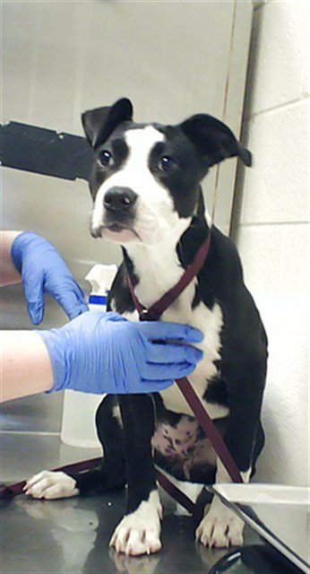 CHARMAINE - Pit Bull Terrier available for adoption