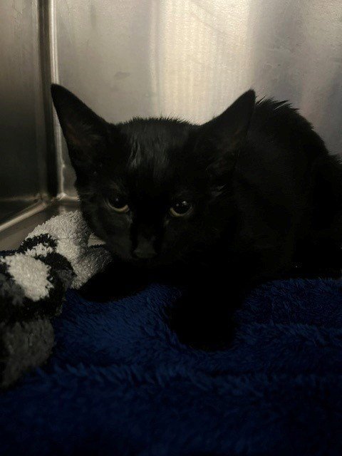 MANDY - Domestic Short Hair available for adoption