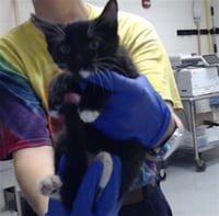 SHINX - Photo 1