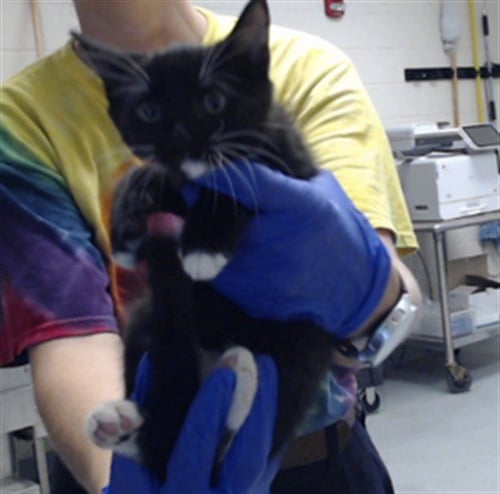 SHINX - Domestic Short Hair for adoption in Fayetteville