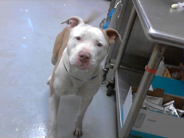 A427461 - Pit Bull Terrier available for adoption