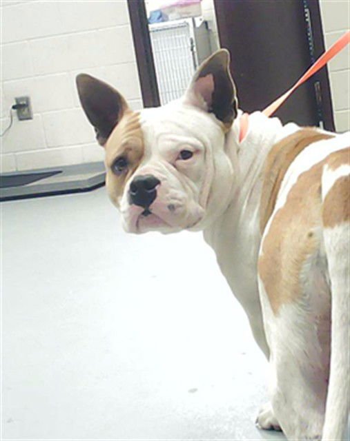 BONNIE FAYE - Pit Bull Terrier available for adoption