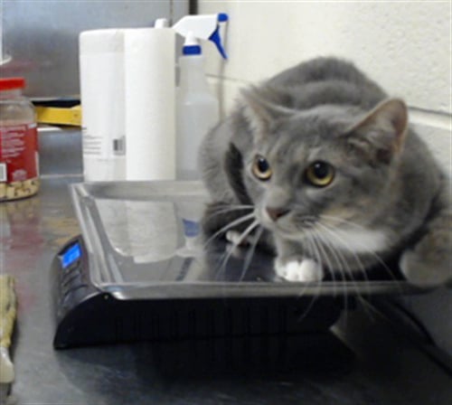 KITTY - Domestic Short Hair available for adoption
