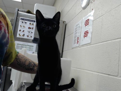INTERNATIONAL SPACE STATION - Domestic Short Hair available for adoption