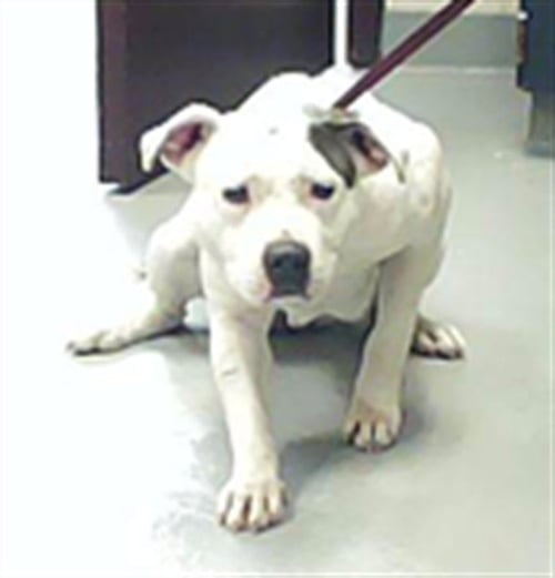 BABY GIRL - Staffordshire Bull Terrier available for adoption