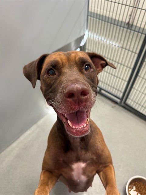 MADISON - Pit Bull Terrier available for adoption