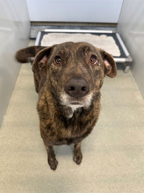 DALETTA - Plott Hound available for adoption