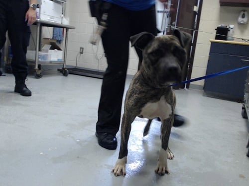 TIGER - Pit Bull Terrier available for adoption