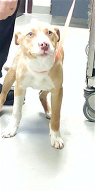 A428392 - Labrador Retriever / Pit Bull Terrier available for adoption