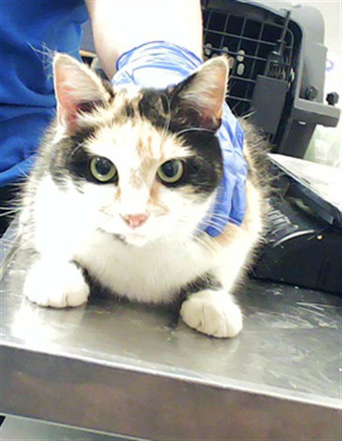 A429301 - Domestic Short Hair available for adoption