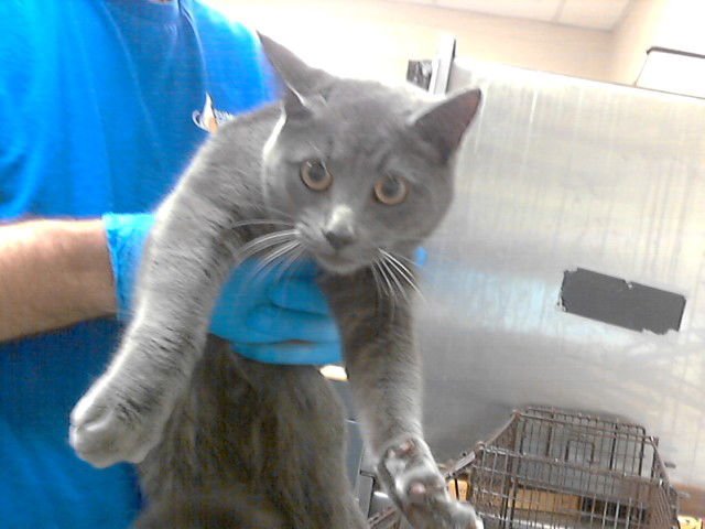 GANTZ - Domestic Short Hair available for adoption