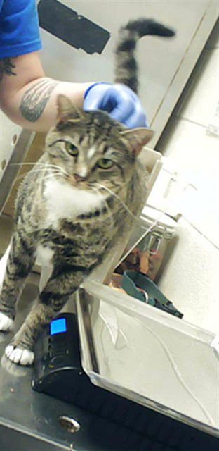 COOKIE - Domestic Short Hair available for adoption